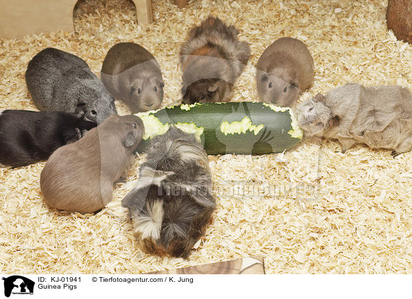 Meerschweinchen / Guinea Pigs / KJ-01941