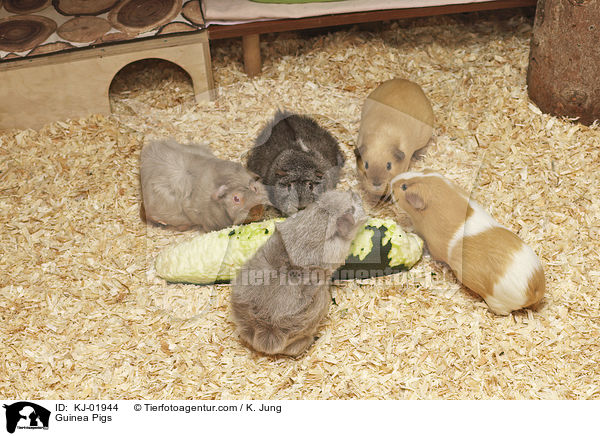 Meerschweinchen / Guinea Pigs / KJ-01944