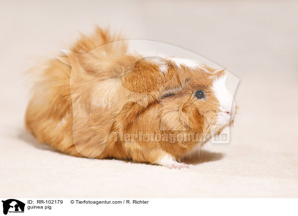 guinea pig / RR-102179