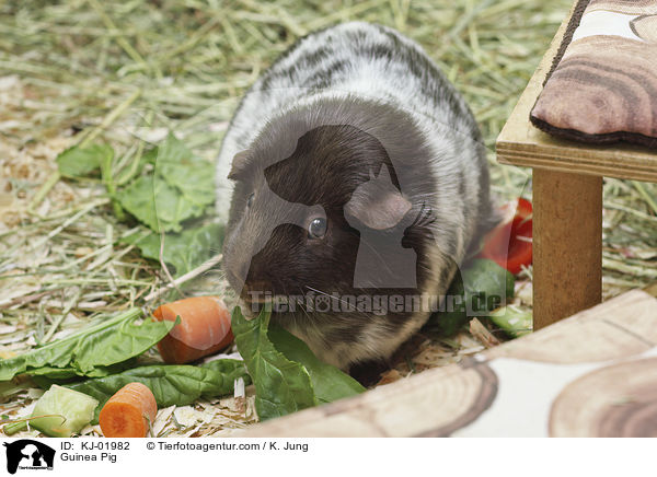 Guinea Pig / KJ-01982