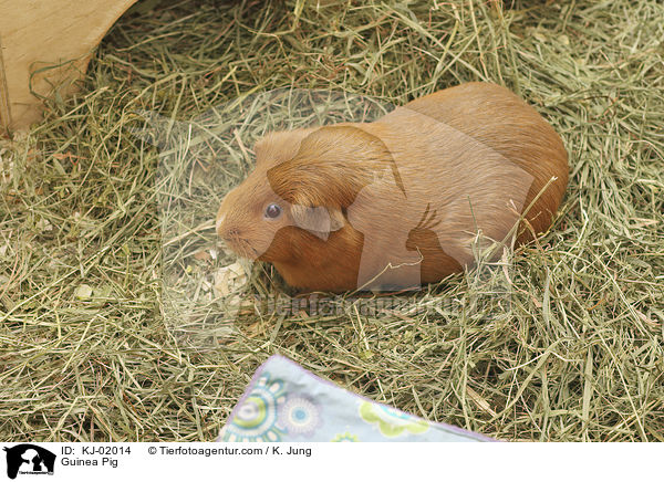 Guinea Pig / KJ-02014