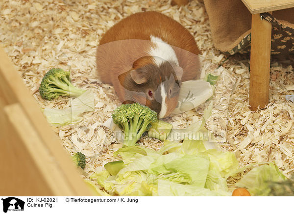 Glatthaarmeerschwein / Guinea Pig / KJ-02021