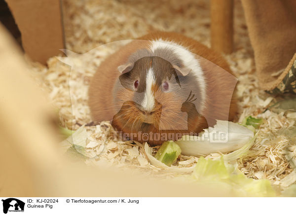 Glatthaarmeerschwein / Guinea Pig / KJ-02024