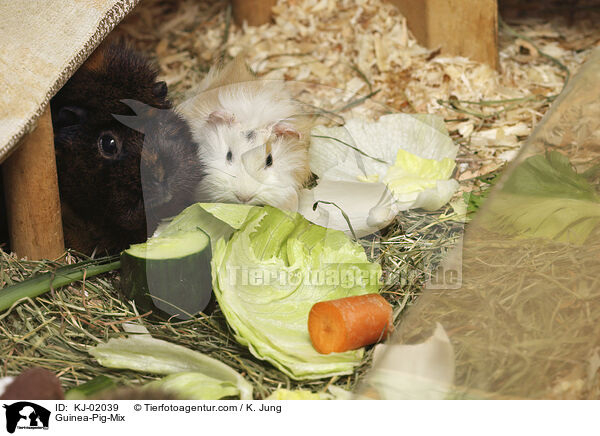 Rosettenmeerschweine-Mischlinge / Guinea-Pig-Mix / KJ-02039