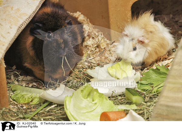 Rosettenmeerschweine-Mischlinge / Guinea-Pig-Mix / KJ-02040