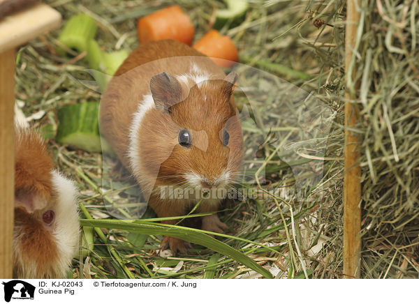 Glatthaarmeerschwein / Guinea Pig / KJ-02043