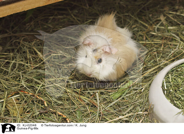 Rosettenmeerschweine-Mischlinge / Guinea-Pig-Mix / KJ-02048