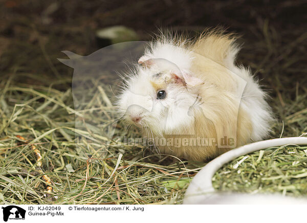 Rosettenmeerschweine-Mischlinge / Guinea-Pig-Mix / KJ-02049