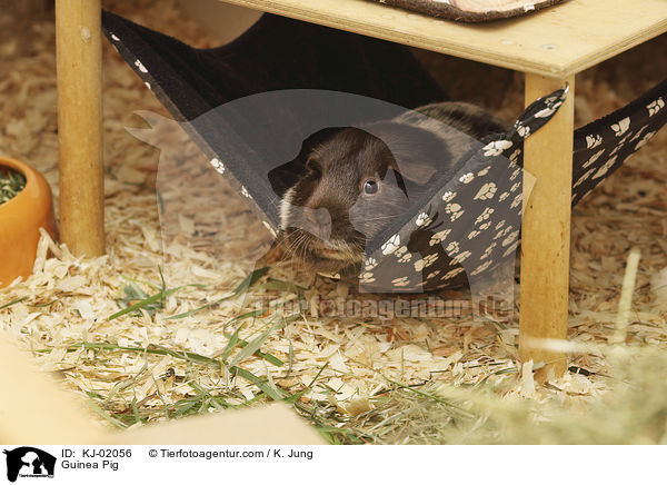 Glatthaarmeerschwein / Guinea Pig / KJ-02056