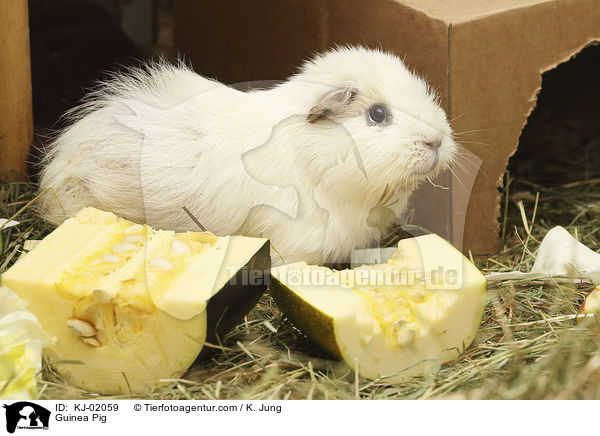 Meerschweinchen / Guinea Pig / KJ-02059