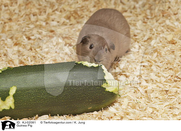 Guinea Pig / KJ-02081