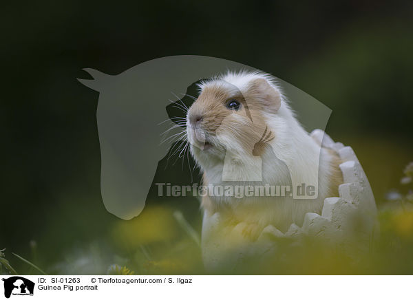 Guinea Pig portrait / SI-01263