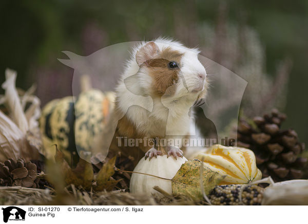 Guinea Pig / SI-01270