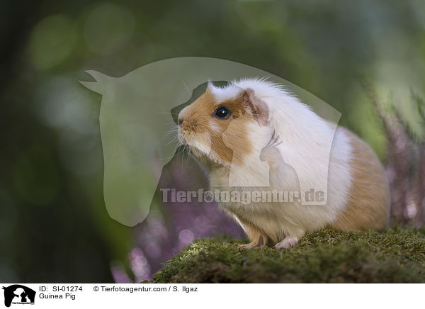 Meerschweinchen / Guinea Pig / SI-01274