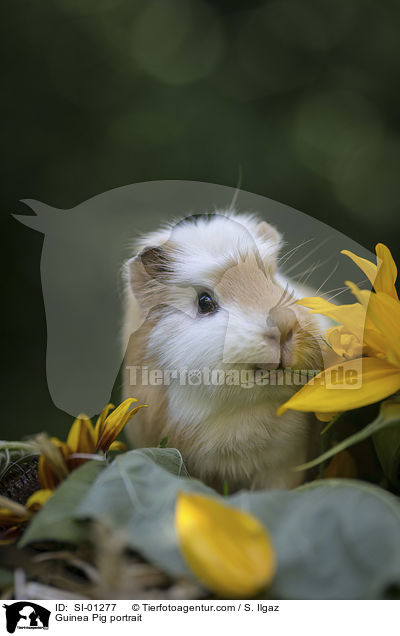 Guinea Pig portrait / SI-01277
