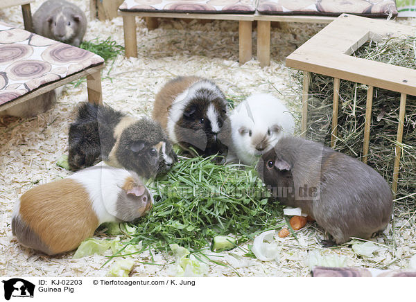 Meerschweinchen / Guinea Pig / KJ-02203