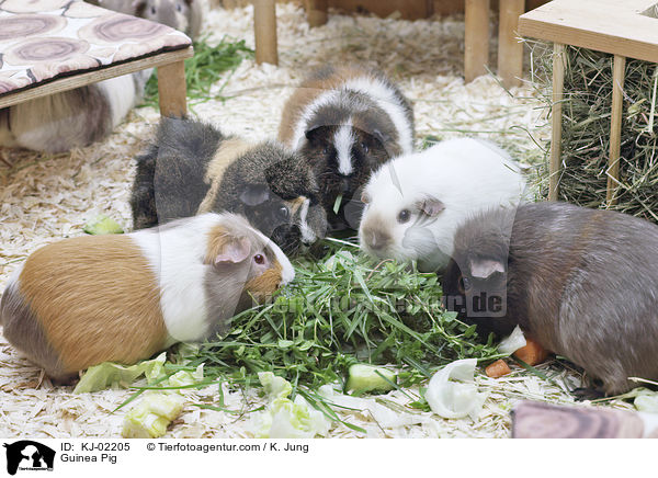 Guinea Pig / KJ-02205