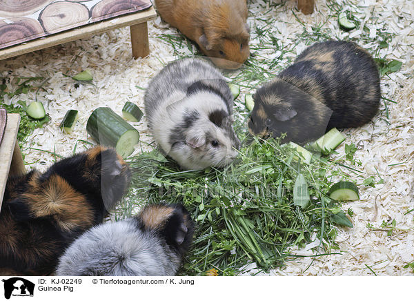 Meerschweinchen / Guinea Pig / KJ-02249