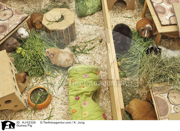 Guinea Pig / KJ-02328