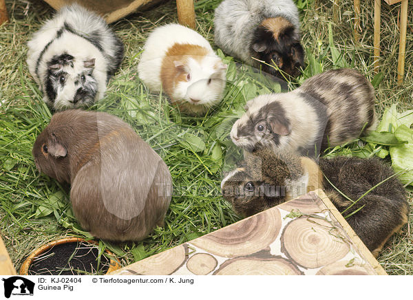 Meerschweinchen / Guinea Pig / KJ-02404