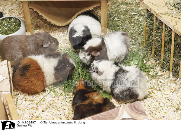 Guinea Pig / KJ-02497