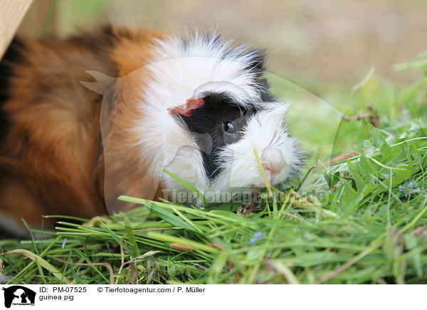 guinea pig / PM-07525