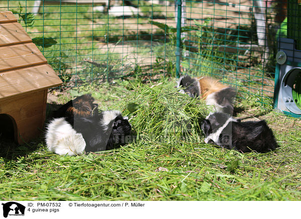 4 Meerschweinchen / 4 guinea pigs / PM-07532