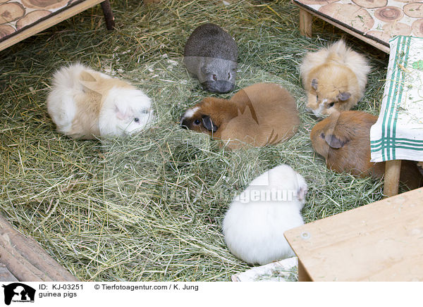 Meerschweinchen / guinea pigs / KJ-03251