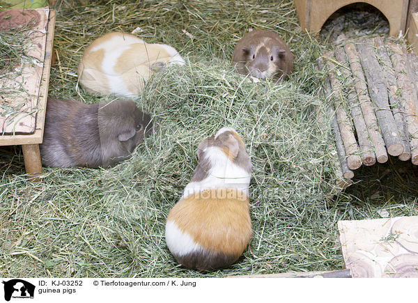 guinea pigs / KJ-03252