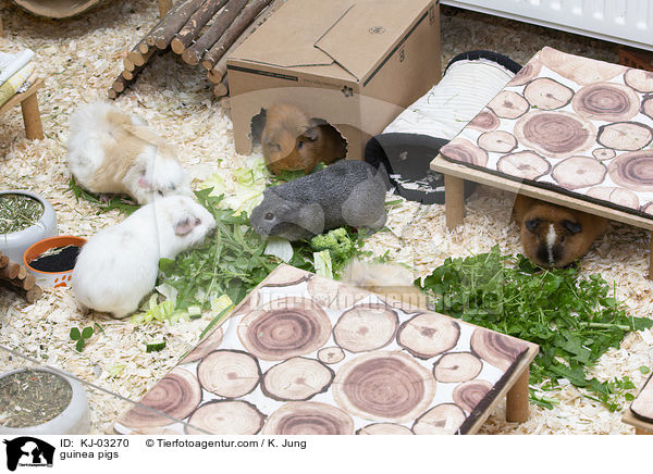 Meerschweinchen / guinea pigs / KJ-03270