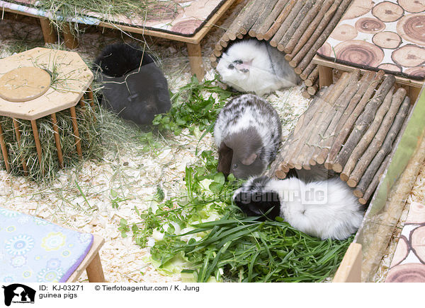 Meerschweinchen / guinea pigs / KJ-03271