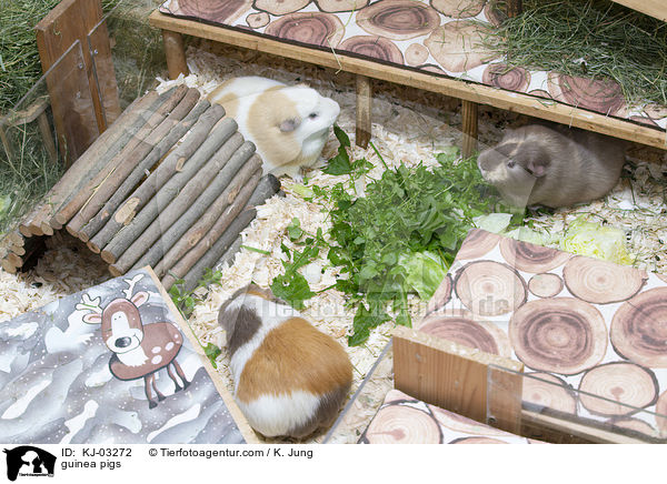 guinea pigs / KJ-03272