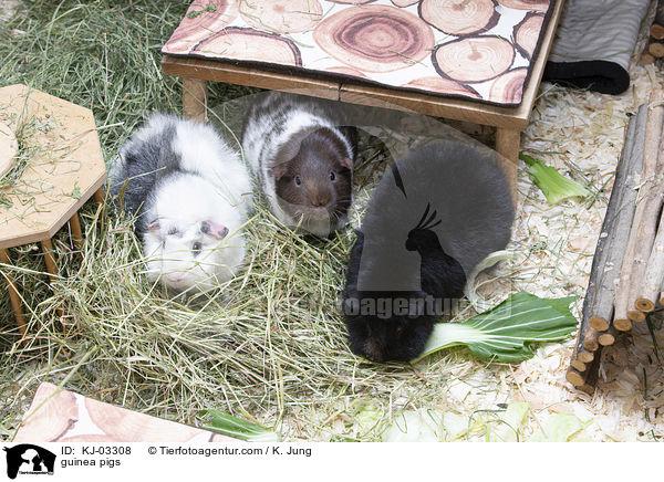 Meerschweinchen / guinea pigs / KJ-03308