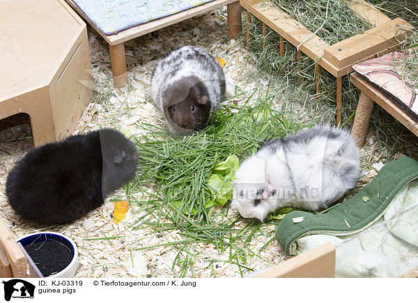 Meerschweinchen / guinea pigs / KJ-03319