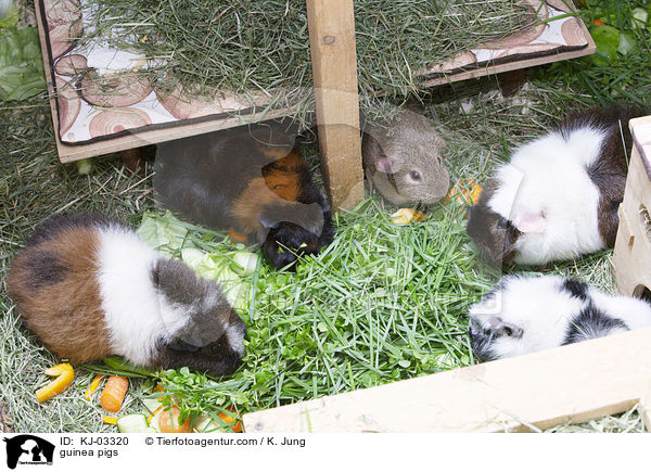 guinea pigs / KJ-03320