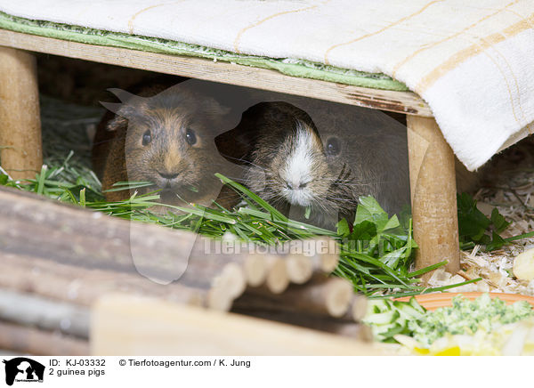 2 guinea pigs / KJ-03332