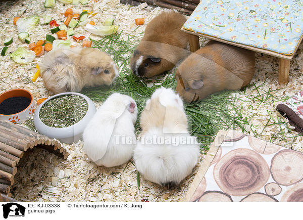 Meerschweinchen / guinea pigs / KJ-03338