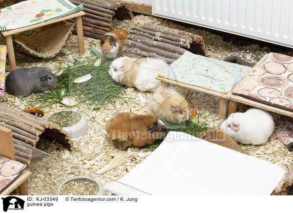 guinea pigs / KJ-03349