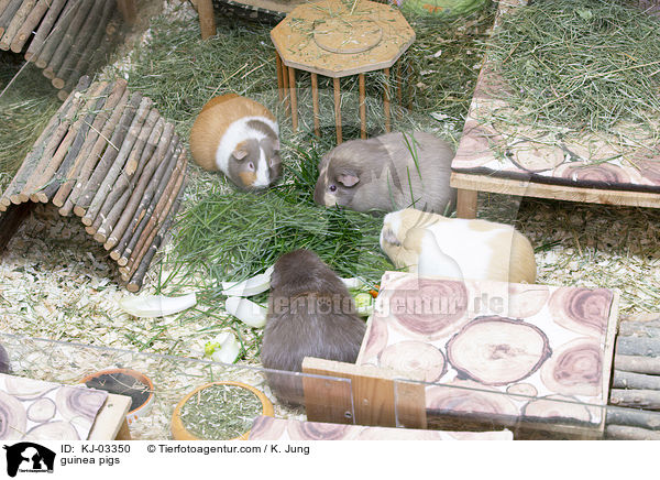 Meerschweinchen / guinea pigs / KJ-03350