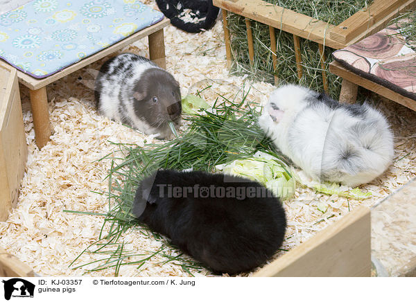 guinea pigs / KJ-03357