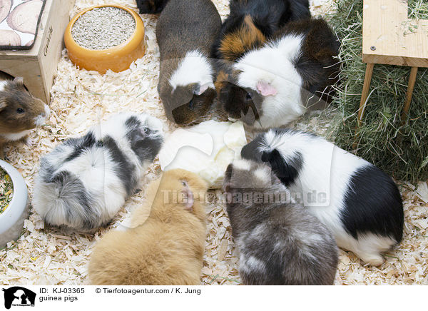 guinea pigs / KJ-03365