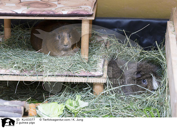 2 Meerschweinchen / 2 guinea pigs / KJ-03377