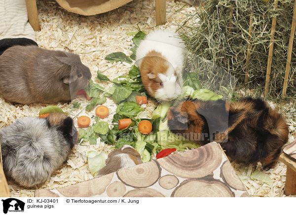 Meerschweinchen / guinea pigs / KJ-03401
