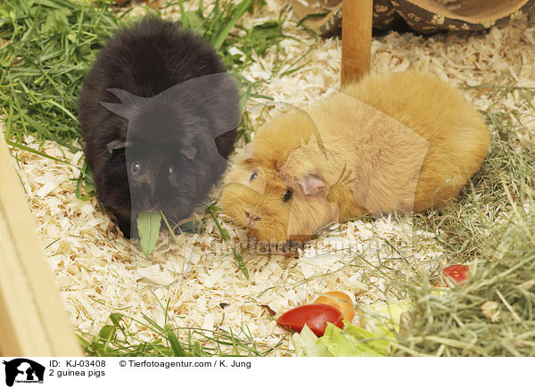 2 Meerschweinchen / 2 guinea pigs / KJ-03408