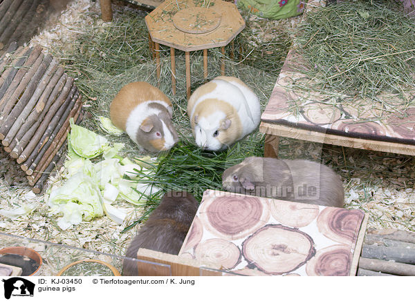 Meerschweinchen / guinea pigs / KJ-03450