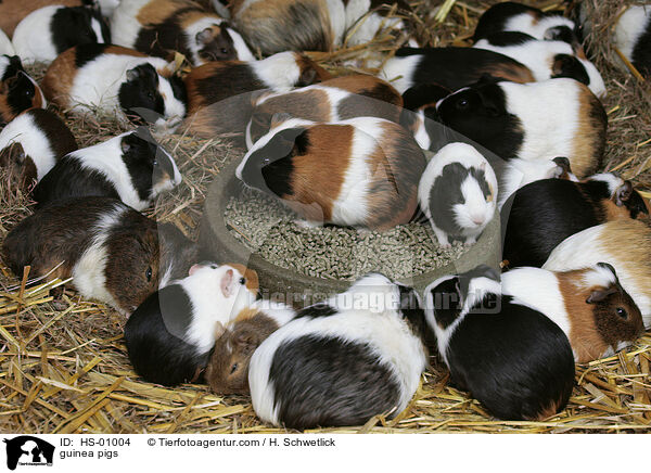 guinea pigs / HS-01004