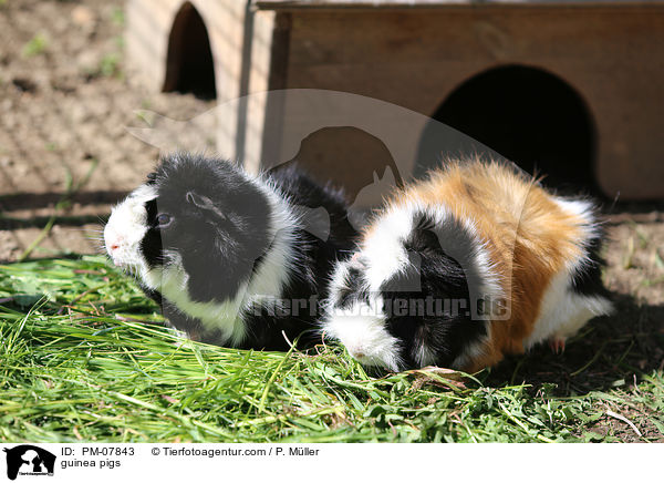 Meerschweinchen / guinea pigs / PM-07843