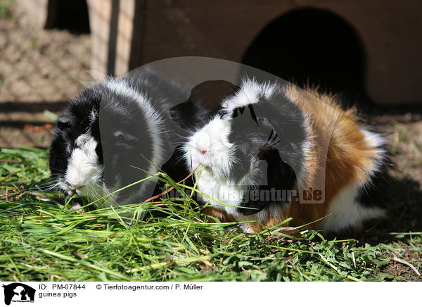 Meerschweinchen / guinea pigs / PM-07844