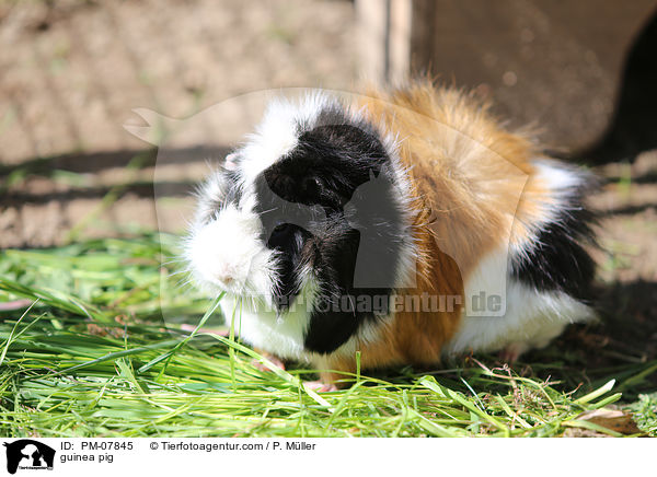 guinea pig / PM-07845