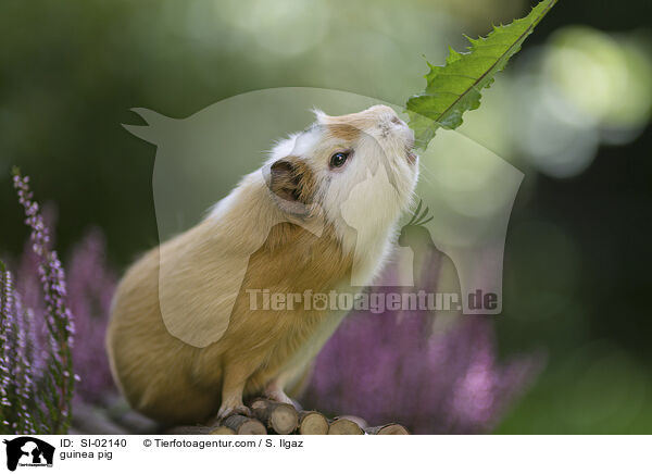 guinea pig / SI-02140